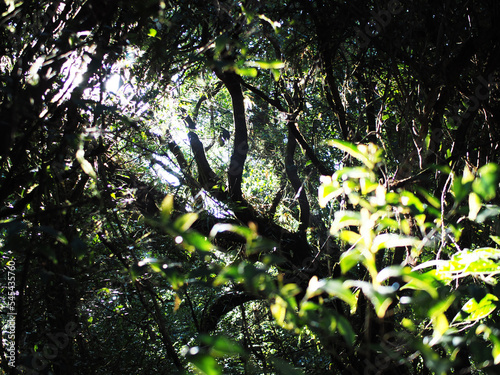 rainforest plants green background specail plants leafes photo