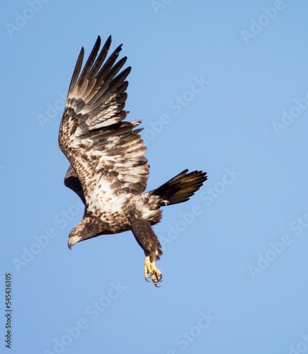 Majetic Bald Eagle in Flight