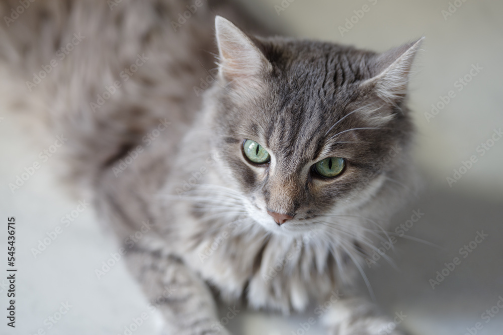 14 year old domestic cat 14 year old domestic cat
