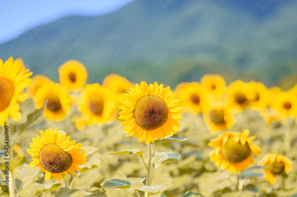 Fototapeta premium ひまわりの花
