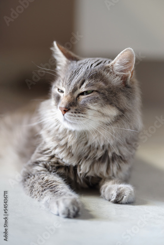 Fotografie, Obraz 14 year old domestic cat