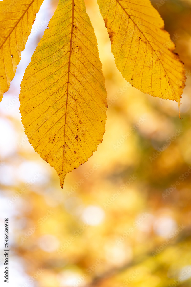 Fototapeta premium 紅葉 秋