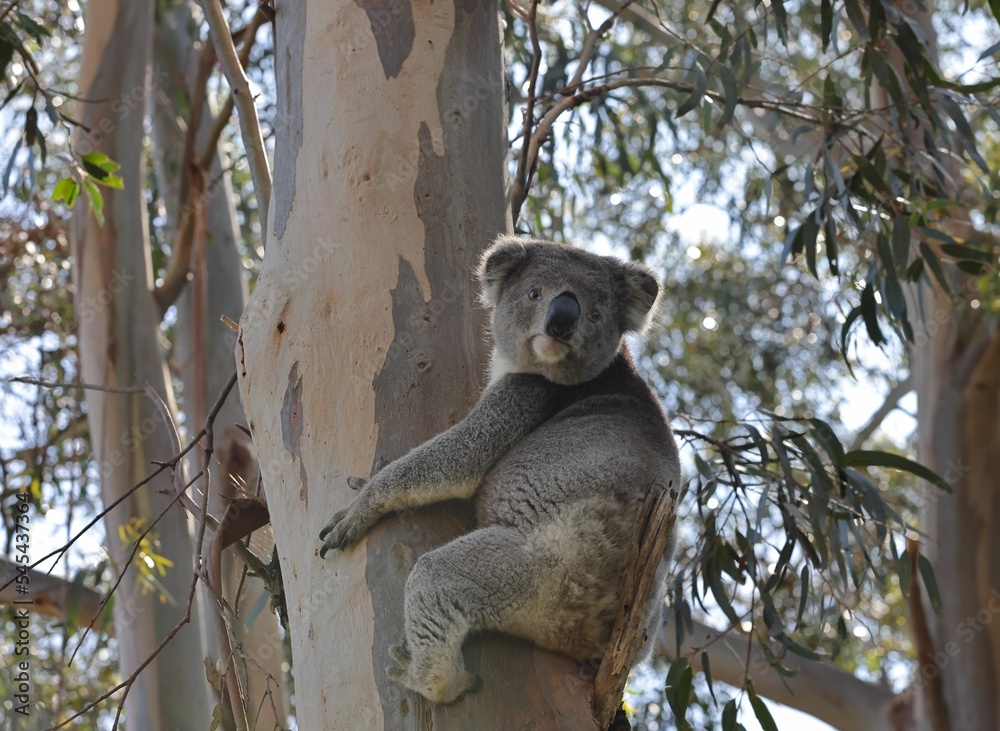 Fototapeta premium Cute koala bear on a tree in forest (Phascolarctos cinereus)