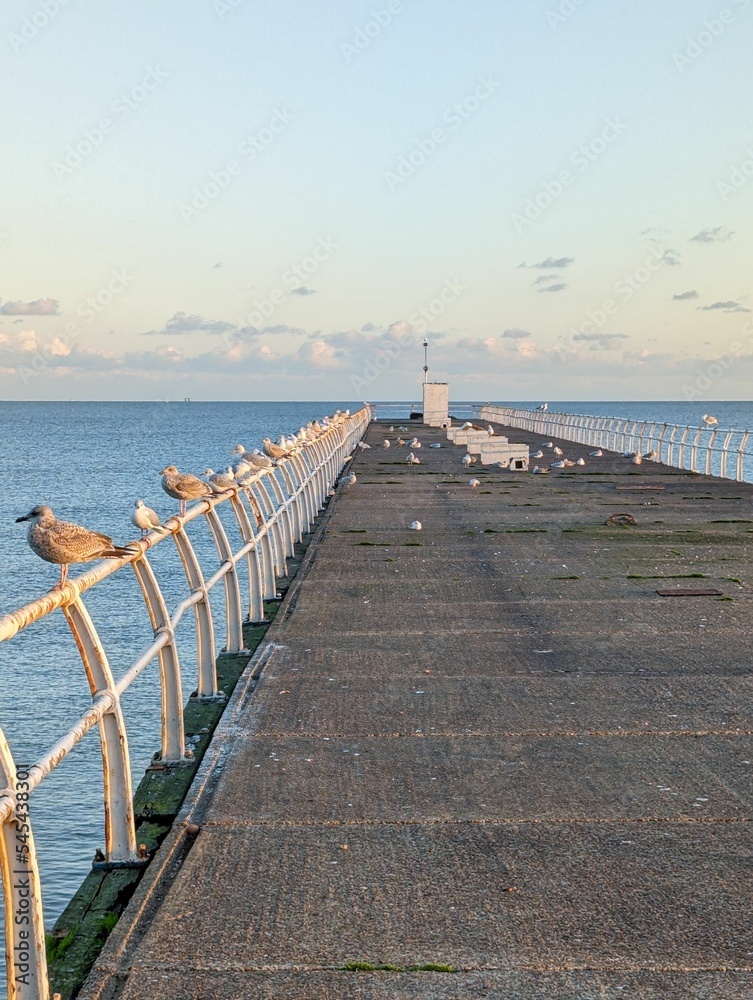 Obraz premium Beautiful shot of seagulls seating in the beach walkway