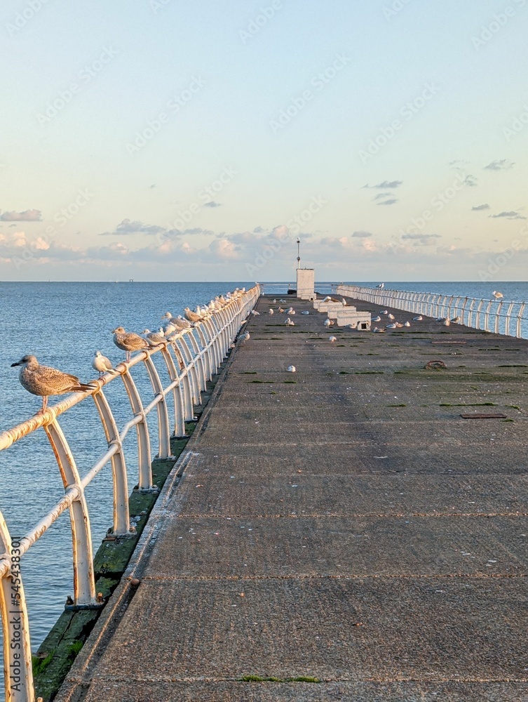 Beautiful shot of seagulls seating in the beach walkway Beautiful shot of seagulls seating in the beach walkway