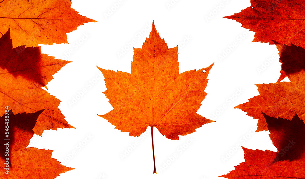 Fototapeta premium Group of real red maple leaves arranged in a pattern that imitates a Canadian flag. On a white background. 