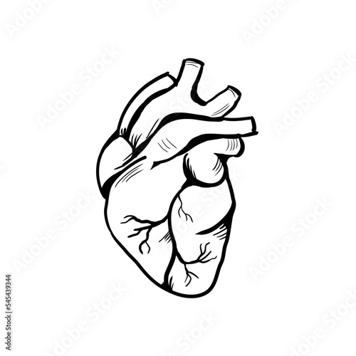human heart vector illustration