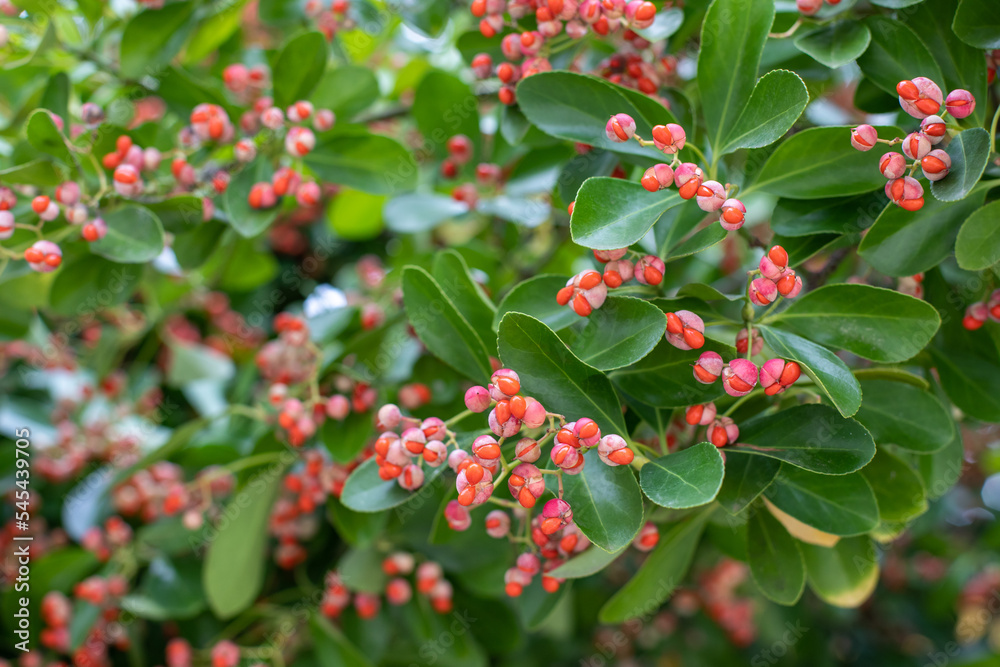 Tree branch with red berries and green leaves close up Tree branch with red berries and green leaves close up