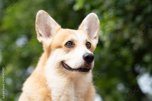 Close up corgi dog smile in summer sunny day © tatomm