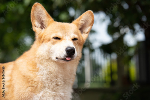 Close up corgi dog smile in summer sunny day