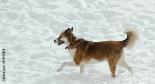 Ginger West Siberian Laika walking in the snow