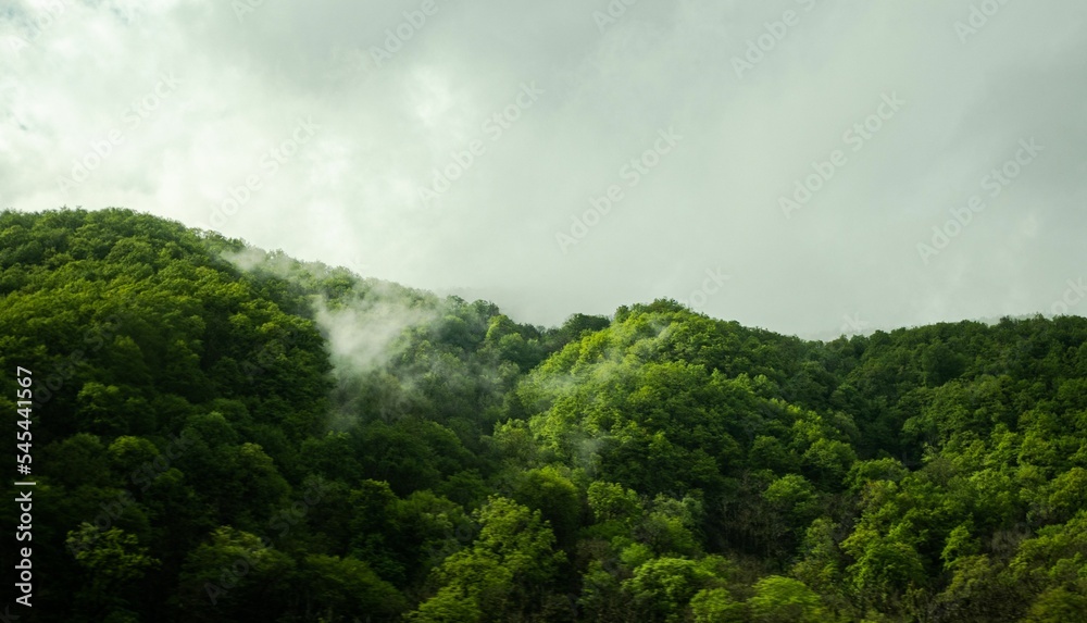 Top of a hill covered with green trees with smoke coming out of the trees on a cloudy day