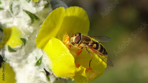 Black and yellow striped hover fly (Syrphus sp.) female feeding on a yellow mullein flower - close-up photo
