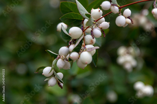 Close up Symphoricarpos, commonly known as the snowberry or ghostberry white berries on the bush branches