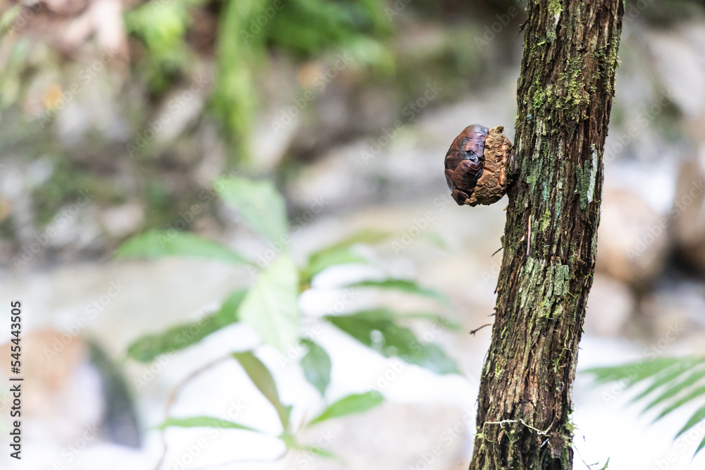 The buds of Rafflesia rise directly from the lower stems of their host plants. It has the largest flowers in the world. The buds of Rafflesia rise directly from the lower stems of their host plants. It has the largest flowers in the world.