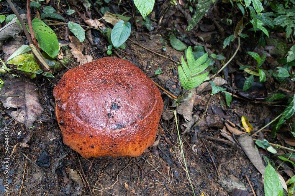 The buds of Rafflesia rise from the ground or directly from the lower stems of their host plants. It has the largest flowers in the world. The buds of Rafflesia rise from the ground or directly from the lower stems of their host plants. It has the largest flowers in the world.