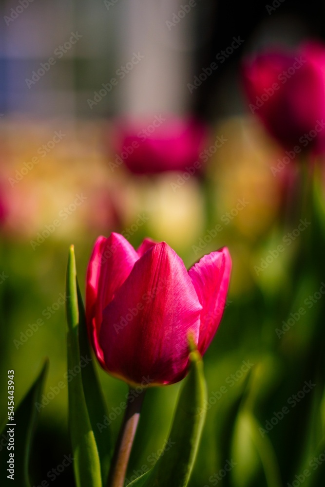 Vertical shot of a pink Tulip flower Vertical shot of a pink Tulip flower