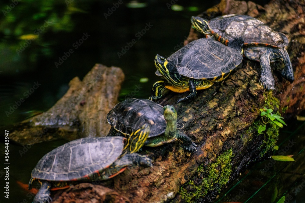 Fototapeta premium Beautiful shot of a group of turtles in a line on a log