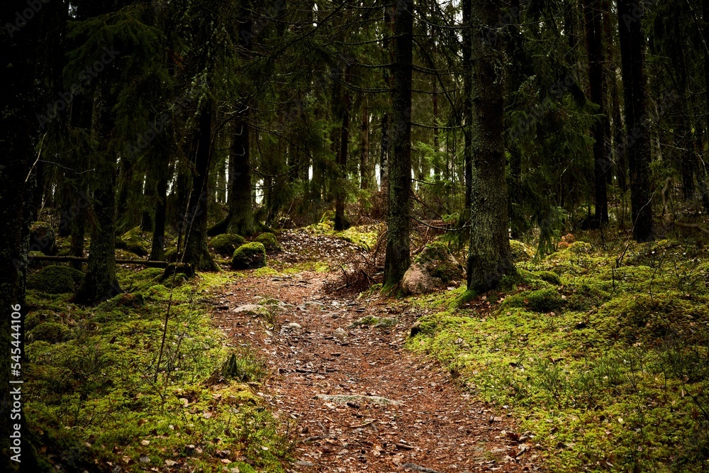 Fototapeta premium Beautiful landscape of a green enchanted forest