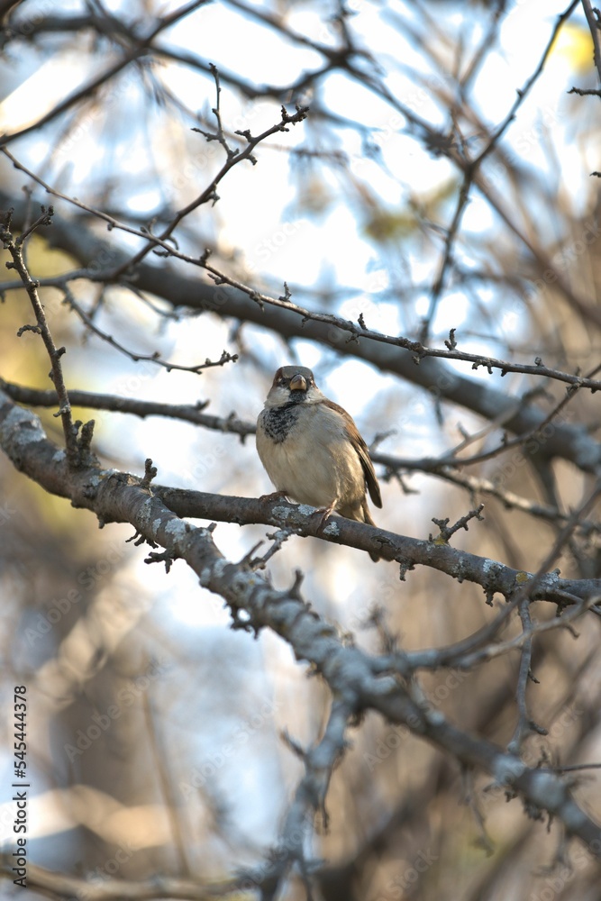 Finch bird perching on dried grass in a field against a blurred background