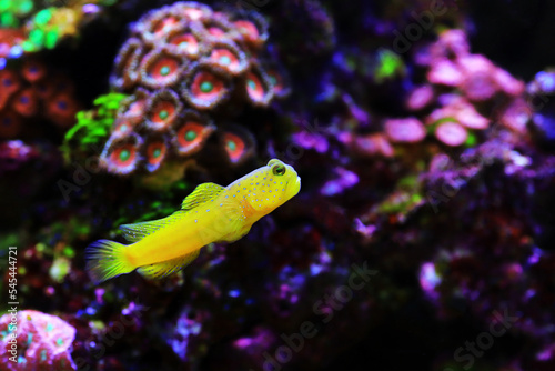 Yellow watchmen goby fish - (Cryptocentrus cinctus) photo