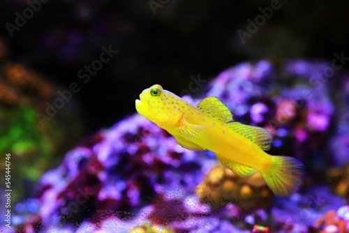 Fototapeta Naklejka Na Ścianę i Meble -  Yellow watchmen goby fish - (Cryptocentrus cinctus)