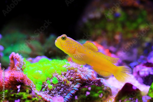 Fototapeta Naklejka Na Ścianę i Meble -  Yellow watchmen goby fish - (Cryptocentrus cinctus)