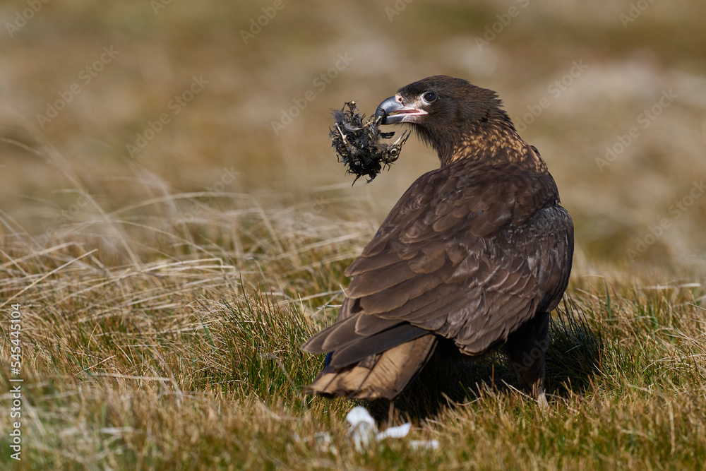 Fototapeta premium Striated Caracara (Phalcoboenus australis) carrying the bones of a dead bird on Sea Lion Island in the Falkland Islands.