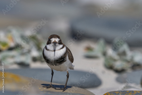 Two-banded Plover (Charadrius falklandicus) foraging amongst flowering Sea Cabbage plants (Senecio candidans) on a sandy beach on Sea Lion Island on the Falkland Islands photo