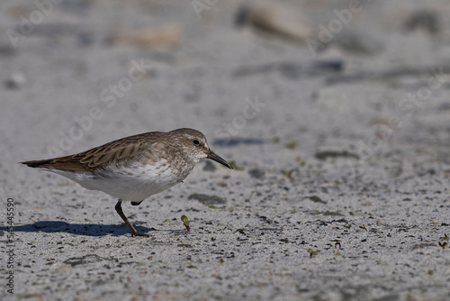 White-rumped Sandpiper (Calidris fuscicollis) searching for food along the coast of Sea Lion Island in the Falkland Islands