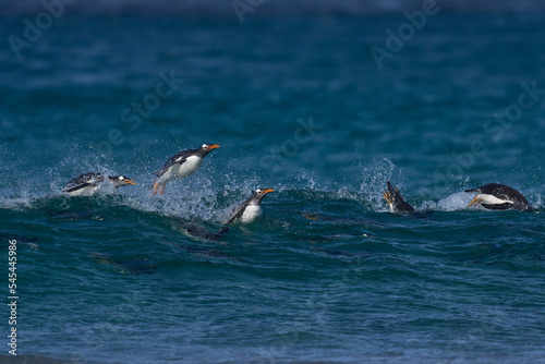 Gentoo Penguins (Pygoscelis papua) coming ashore after feeding at sea on Sea Lion Island in the Falkland Islands.