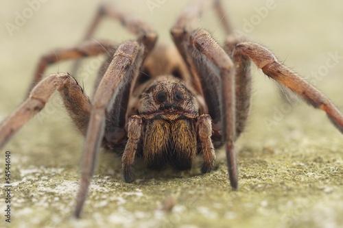 Macro focus shot of a hogna radiata spider standing on the ground with blur background photo