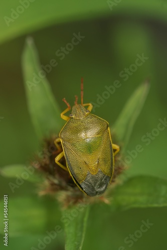 Closeup shot of a gorse shield bug (Piezodorus lituratus) on a flowering plant with blur background photo