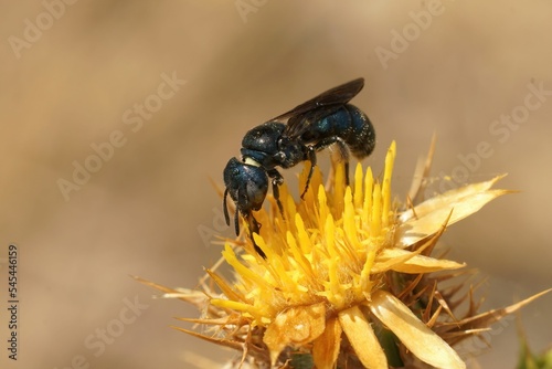 Small Carpenter Bee (Ceratina) gathering nectar from a clustered carline thistle flower