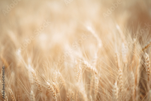 Spikelets of wheat in Ukraine  harvesting during the war