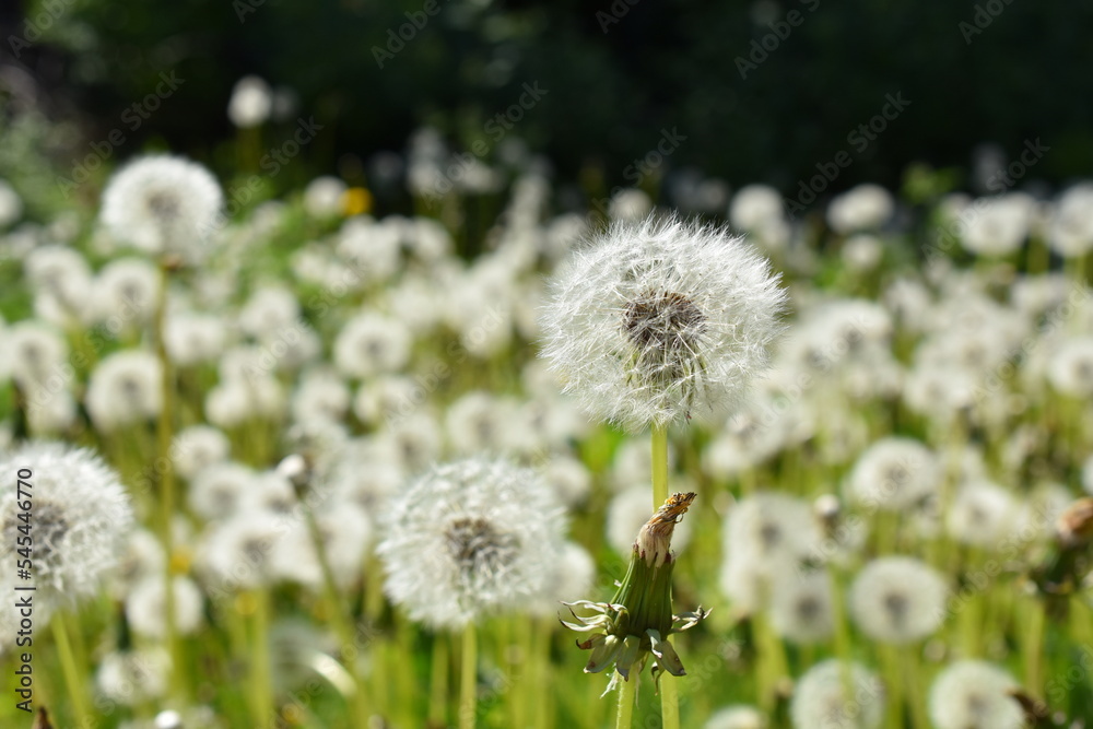 Big field of dandelion taraxacum vulgare seed Big field of dandelion taraxacum vulgare seed