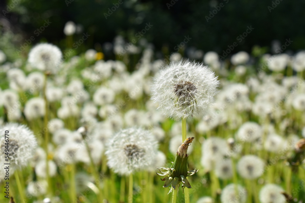 Big field of dandelion taraxacum vulgare seed