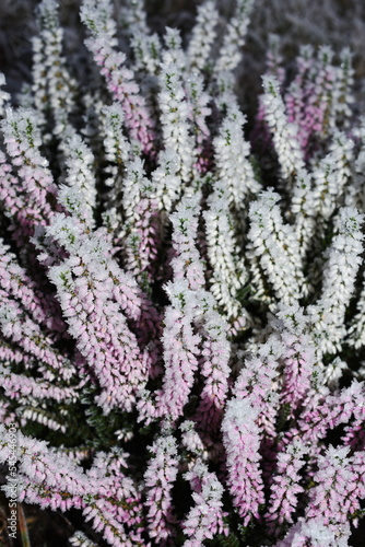 Hoar frost on common heather in late autumn