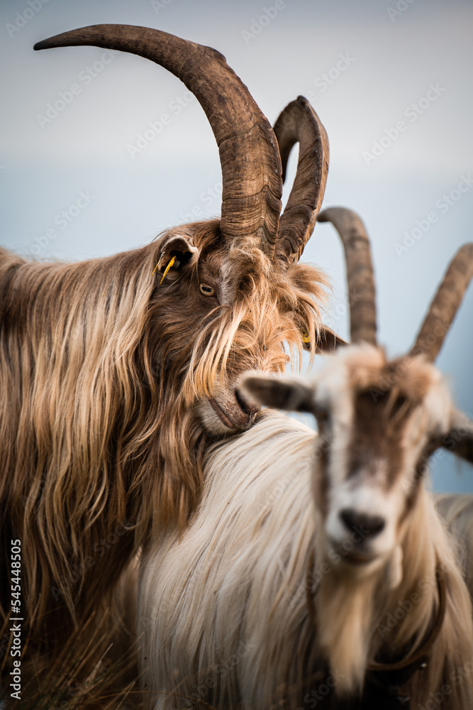 A couple of goats sharing a moment together A couple of goats sharing a moment together