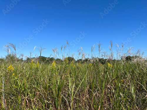 corn field against sky