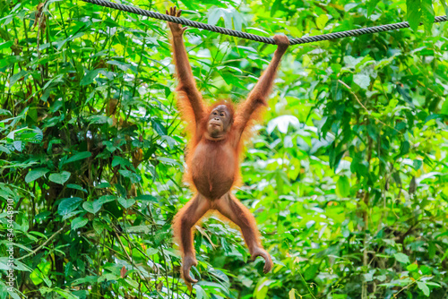 orangutans or pongo pygmaeus is the only asian great found on the island of Borneo and Sumatra