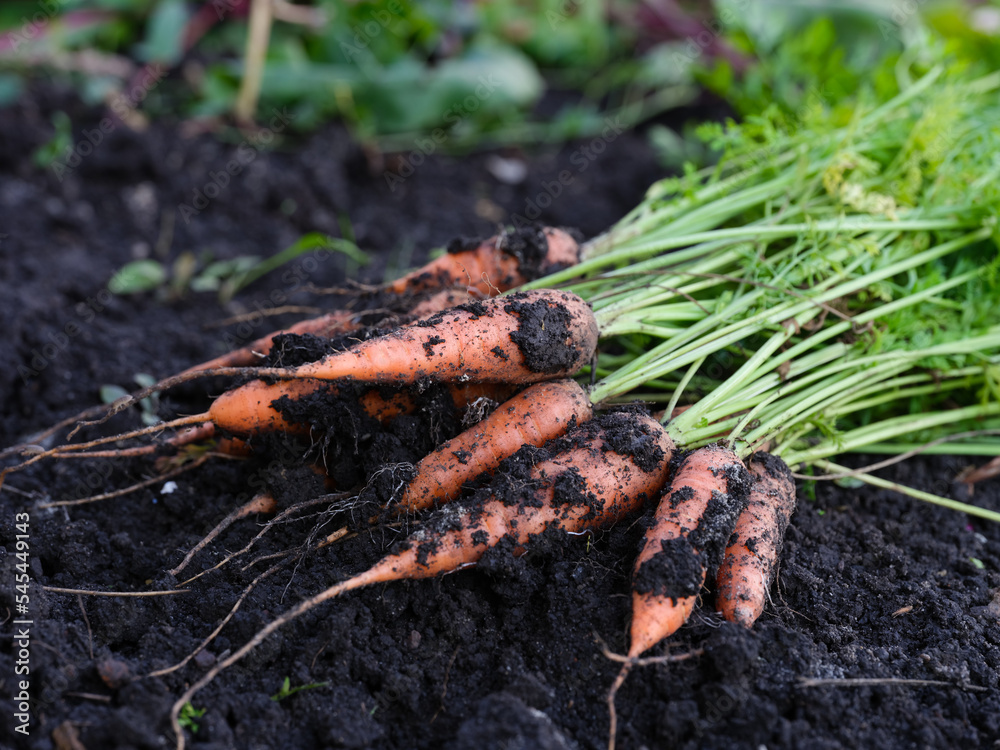 Pile of freshly harvested orange carrots lying on the ground Pile of freshly harvested orange carrots lying on the ground