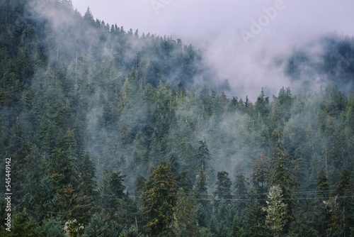 Forest with tall trees covered by fog