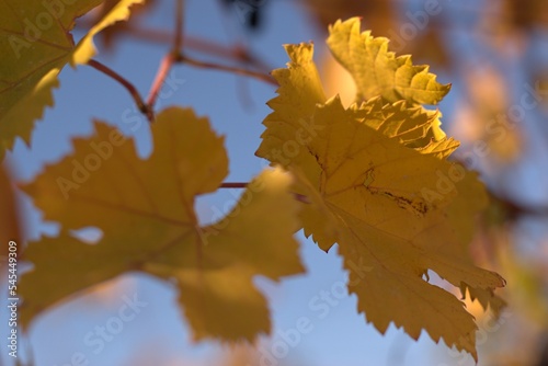 Grape bush, aesthetics of autumn landscape, bright colors of autumn, selective focus, blurred background, nature of the Black Sea coast, Krasnodar region, Russia