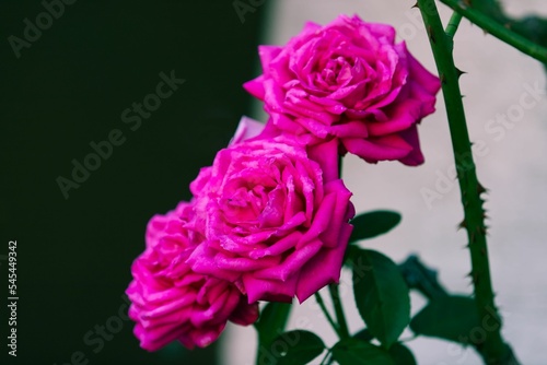 Shot of pink blooming roses with green leaves and thorns with a grey and black background