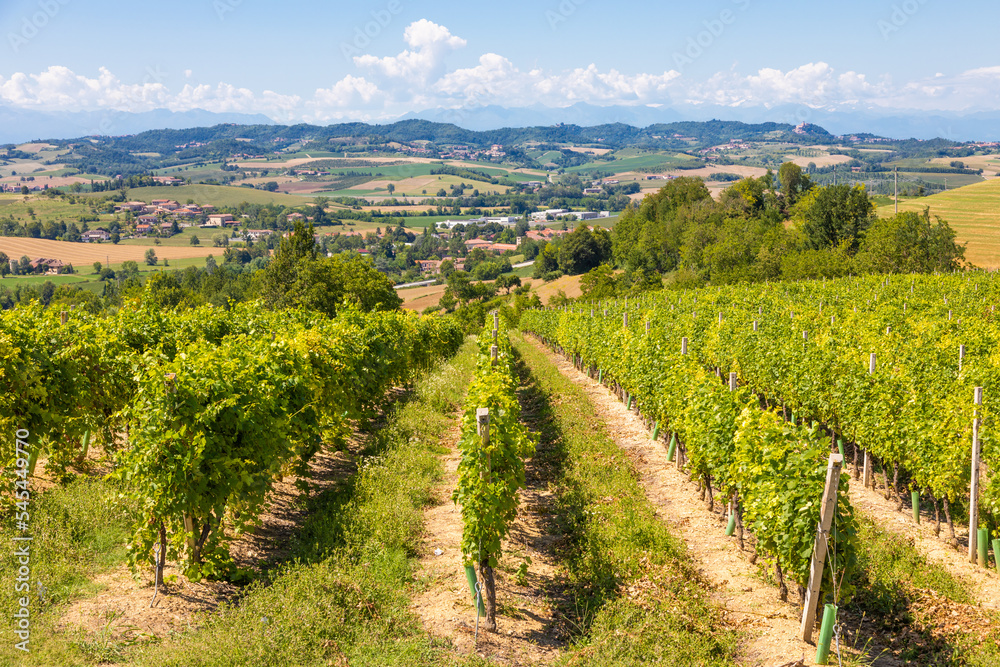 Barbera vineyard in Piedmont region, Italy. Countryside landscape in Langhe area