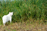 albinos, biały kot na zielonej trawie