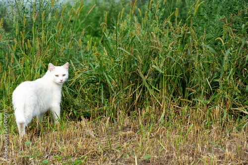 albinos, biały kot na zielonej trawie