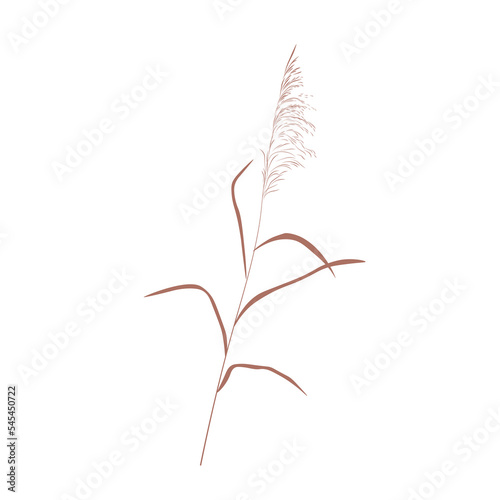 Dry reed vector stock illustration. Isolated on a white background. A sprig of cane. Swamp grass.