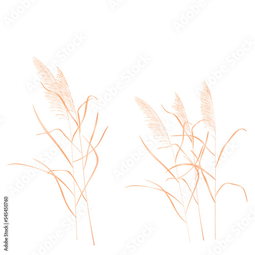 Dry reeds. The swampy kapush swings in the wind. dried flower. Abstract dry grass flowers, herbs. Vector stock illustration isolated on a white background.